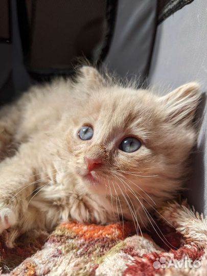 Черный мальчик и пушистая девочка котята