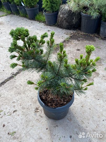 Туя западная Смарагд