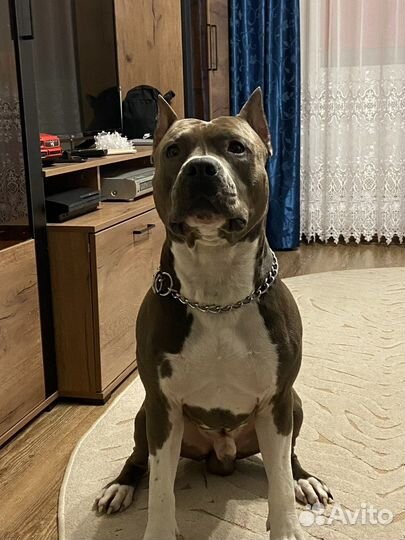 Вязка стаффордширский терьер