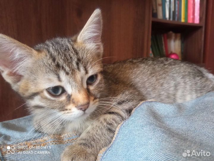 Котята в добрые руки бесплатно