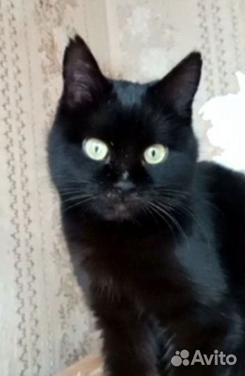 Котик ищет дом