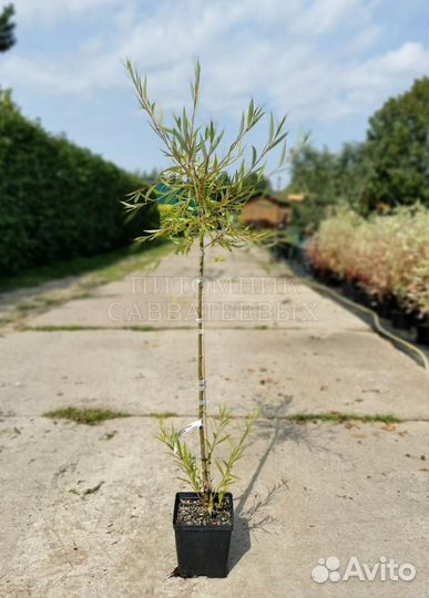 Саженцы вербы