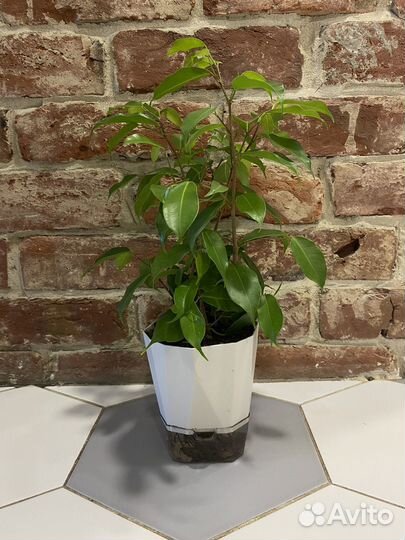Фикус бенджамина