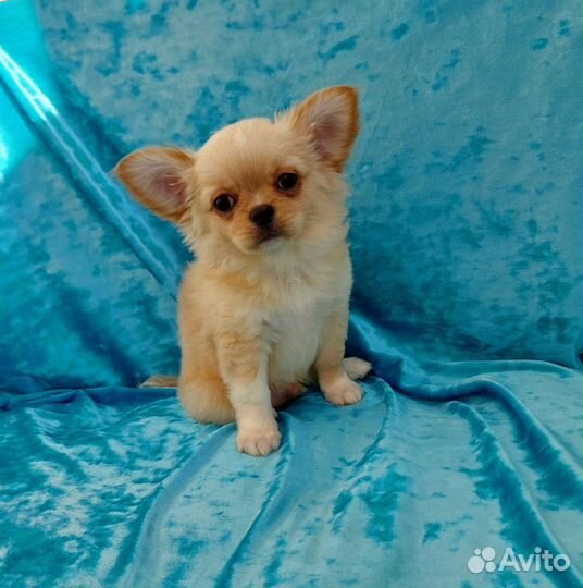 Чихуахуа длинношерстный мальчишечка