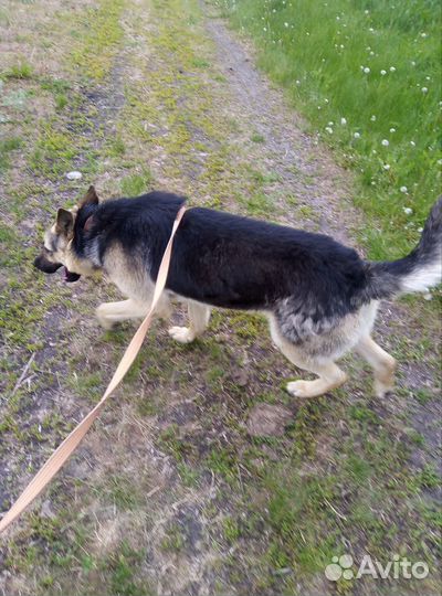 Восточноевропейская овчарка