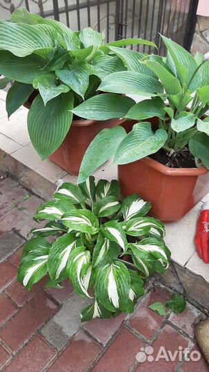 Хоста растение