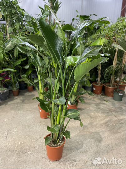 Стрелиция николая от 150см