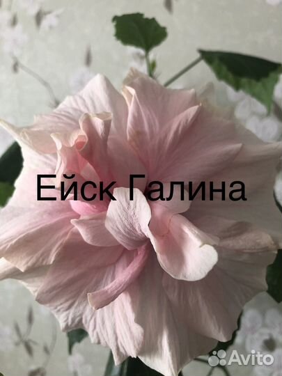 Гибискус,китайская роза