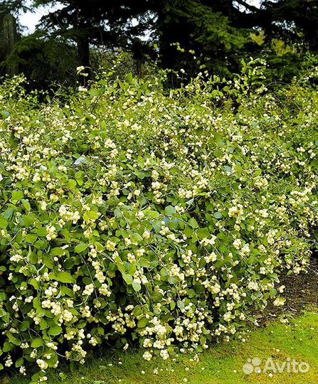 Снежноягодник, саженцы