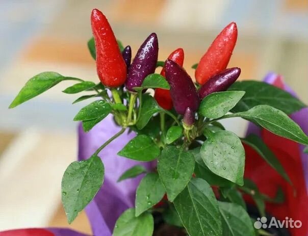 Острый перец в горшке