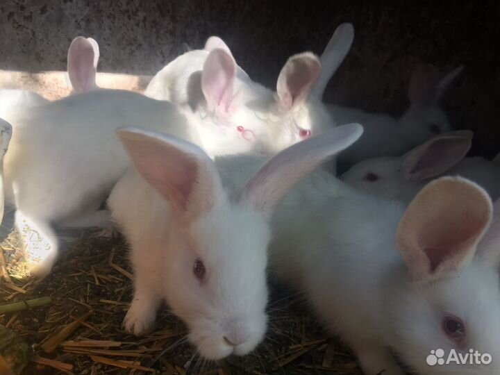 Крольчата,кролики