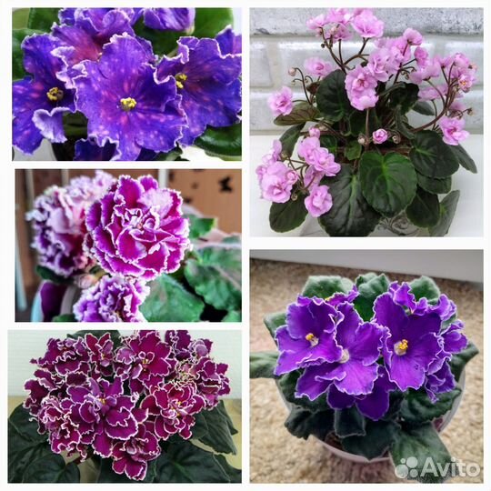 Фиалки (детки и стартеры)