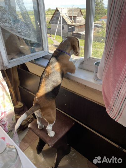 Бигль вязка