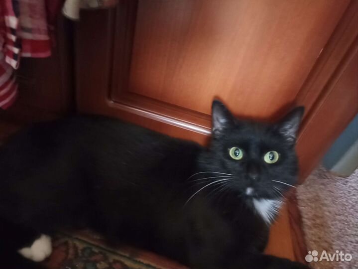 Маркиз 1 годик