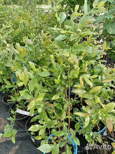 Саженцы плодовых деревьев