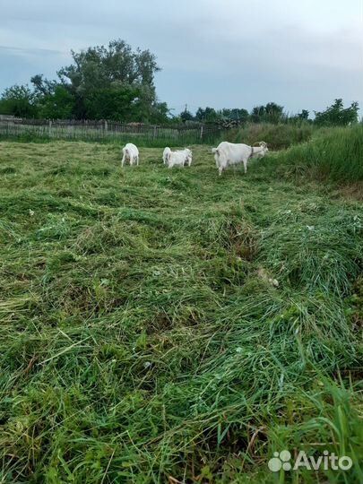 Продаются дойные козы молочной породы