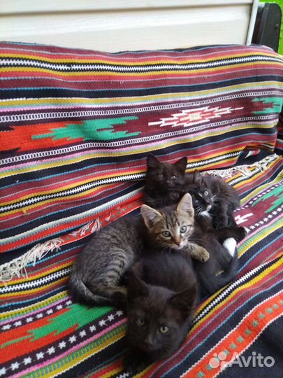 Кошки в добрые руки бесплатно