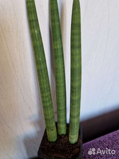 Сансевиерия цилиндрика