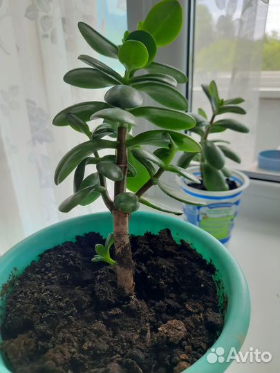 Алоэ Вера(лечебная), толстянка