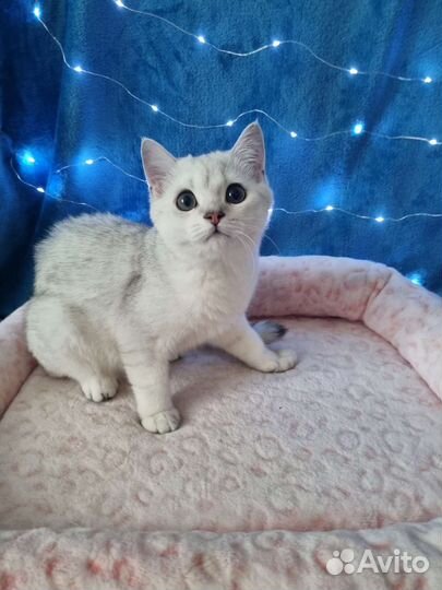 Британский котенок серебристая шиншилла