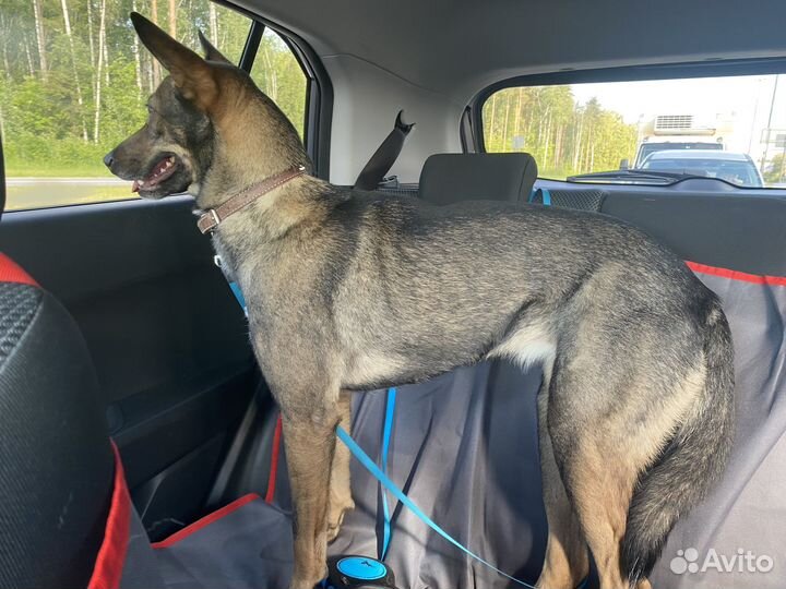 Муся ищет дом