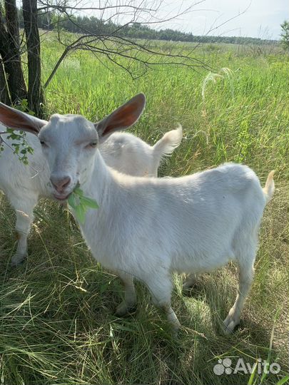 Козочка и козлик на племя, козье молоко и сыр