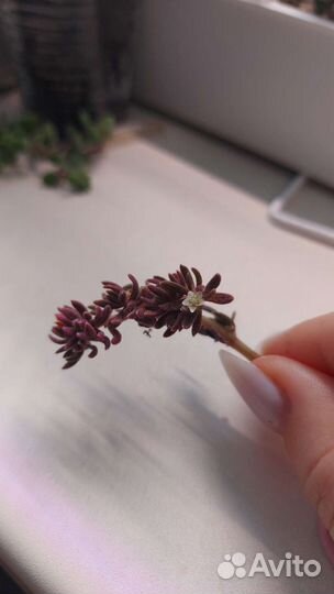 Крассулы и суккуленты