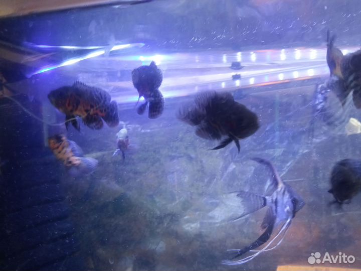 Астронотус