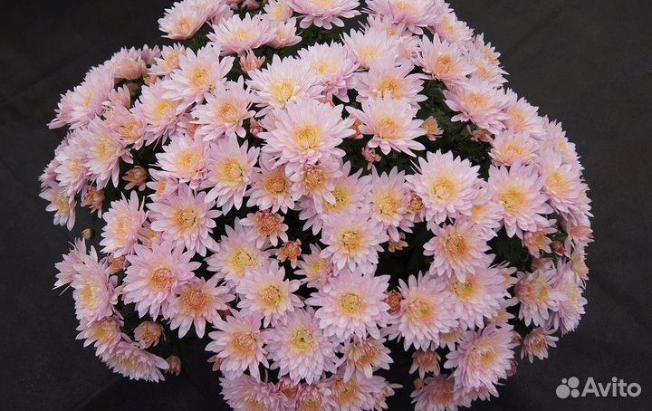 Хризантема корейская и мультифлора