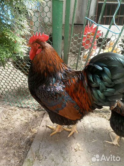 Породные петушки