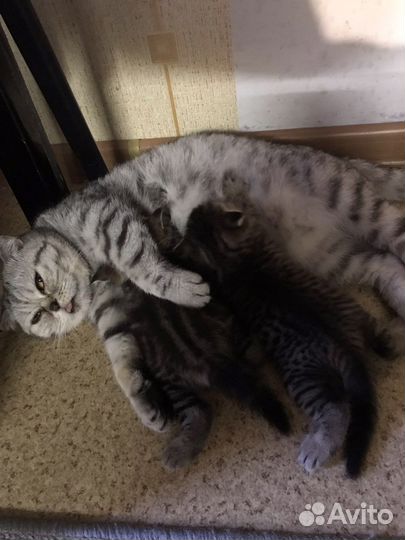 Шотландская кошка