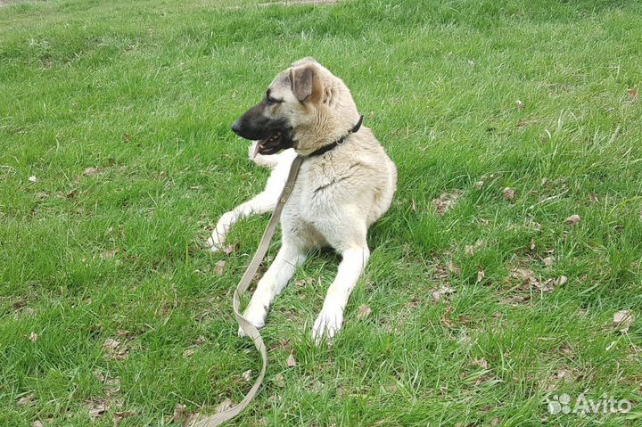 Ласковый подросток-дворянин ищет семью