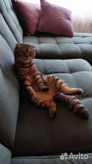 Отдам бесплатно кошку
