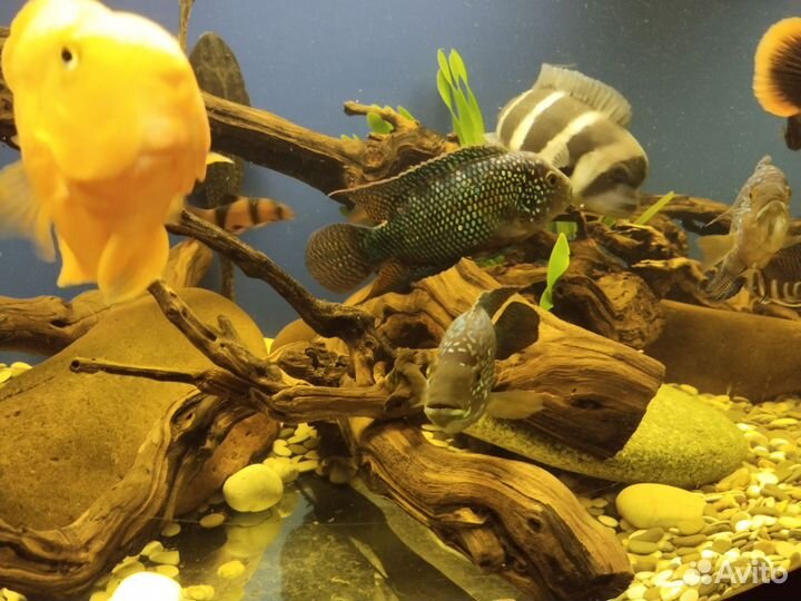 Рыбки цихлиды