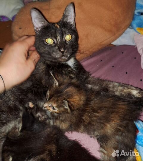 Котята мейн-кун