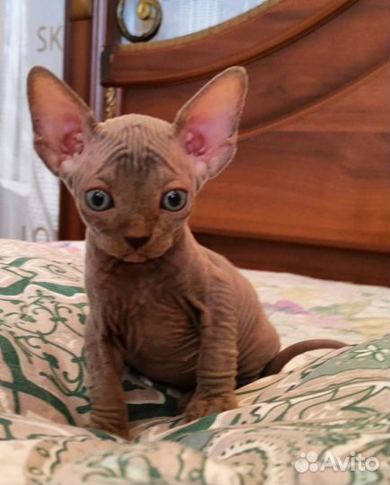 Канадский сфинкс мальчик
