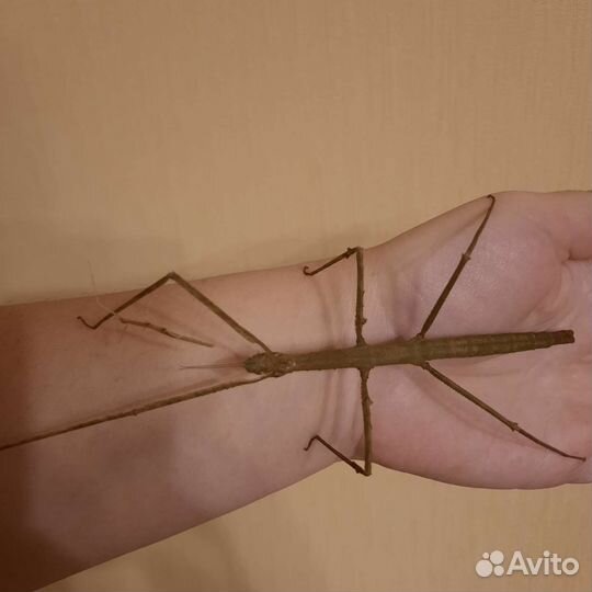 Палочник