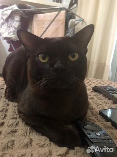 Вязка бурманский кот