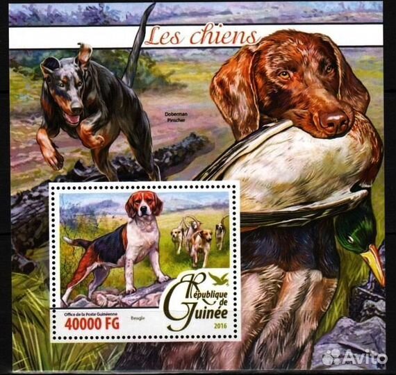 Собаки 2