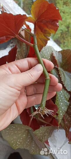 Бегония королевская