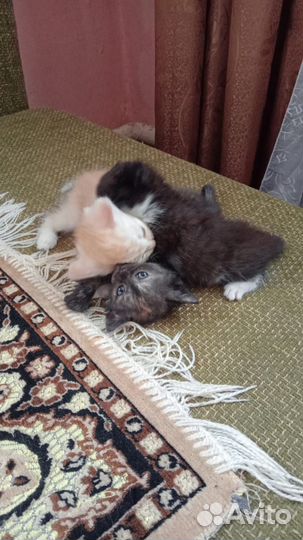 Отдам котят в добрые руки