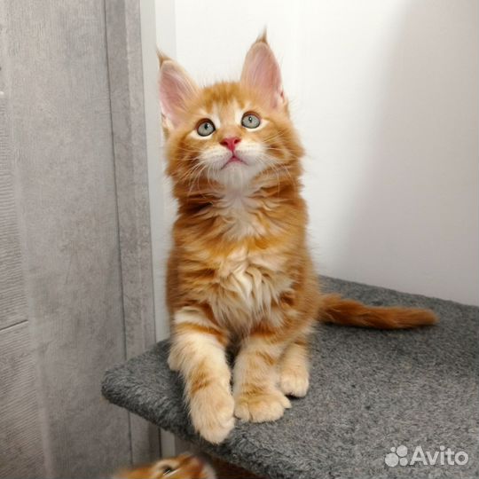 Котята мейн-кун