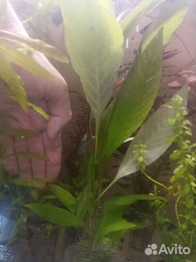 Аквариумные растения