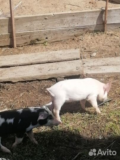 Продам поросят