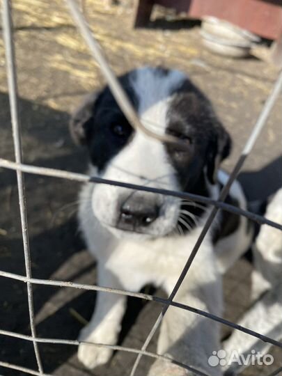 Маремма абруццкая овчарка