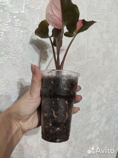 Сингониум клубничный лед