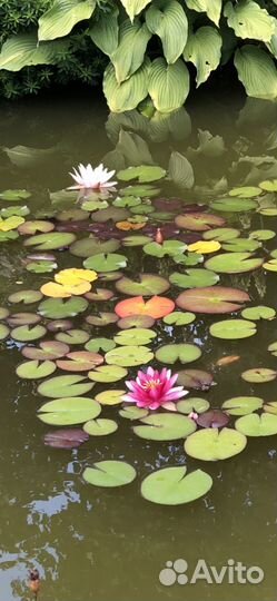 Нимфеи для пруда
