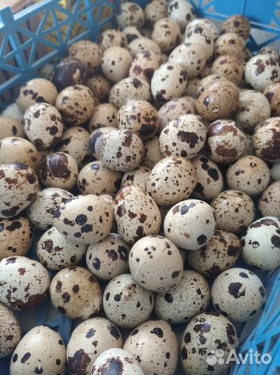 Продаются перепела техасец