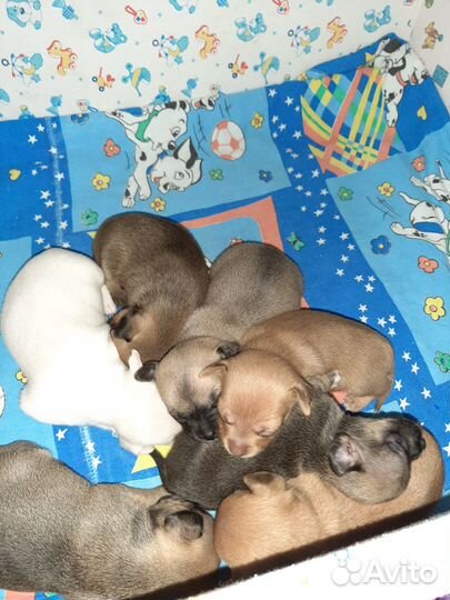 Той-терьер щенки