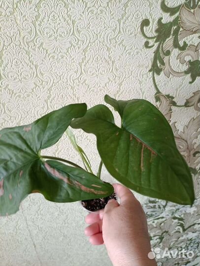 Сингониумы